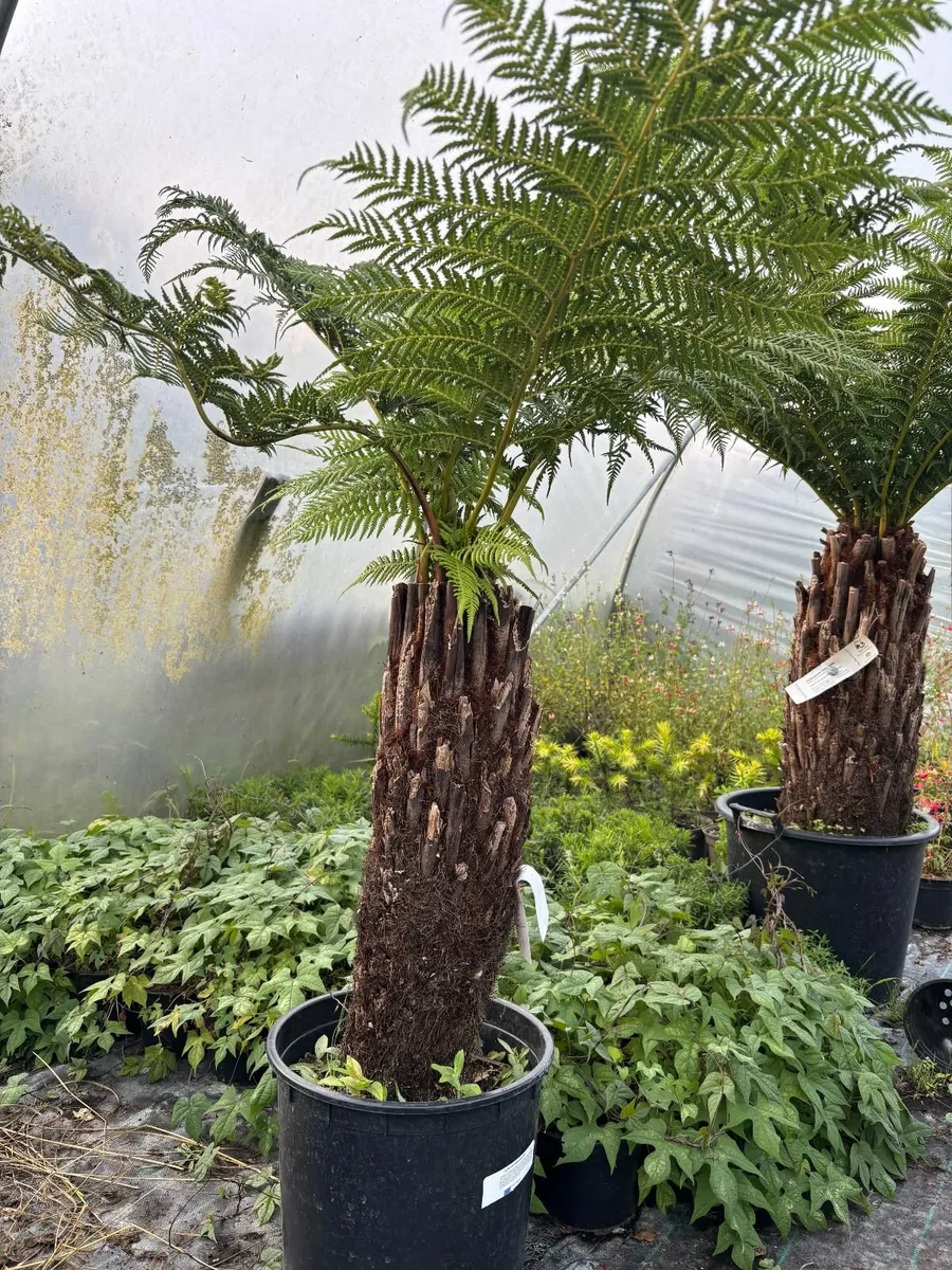 Tasmanian tree ferns - Image 2