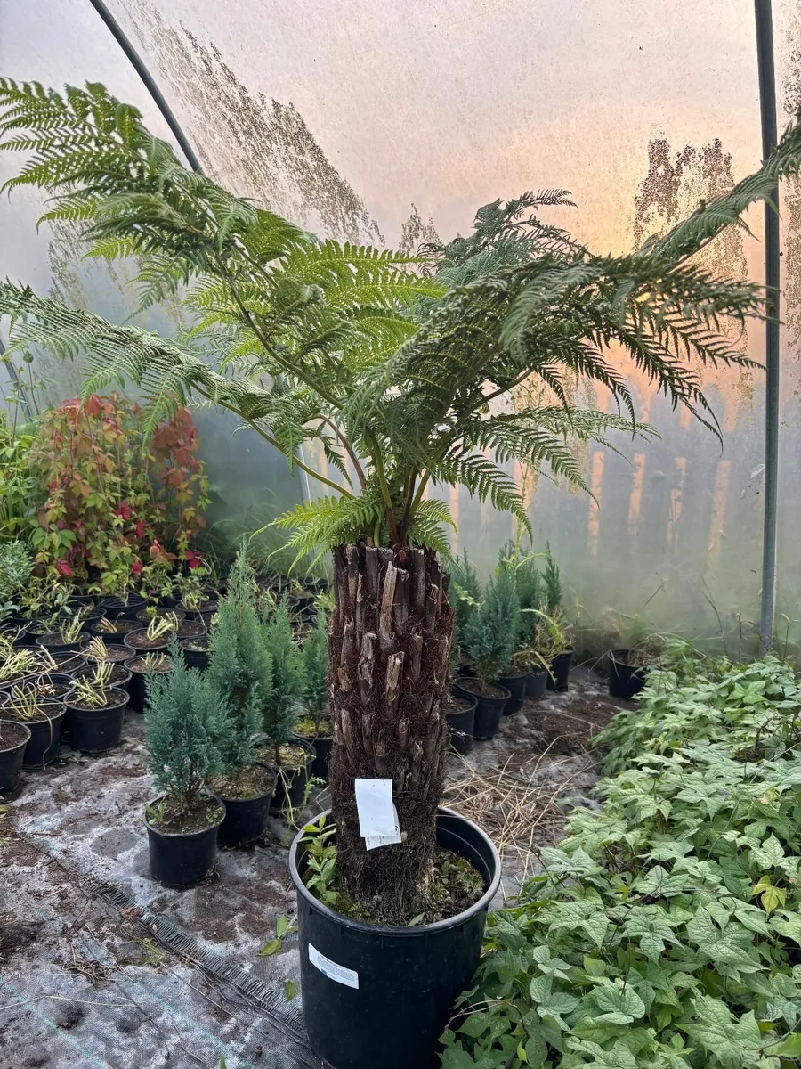 Tasmanian tree ferns - Image 3