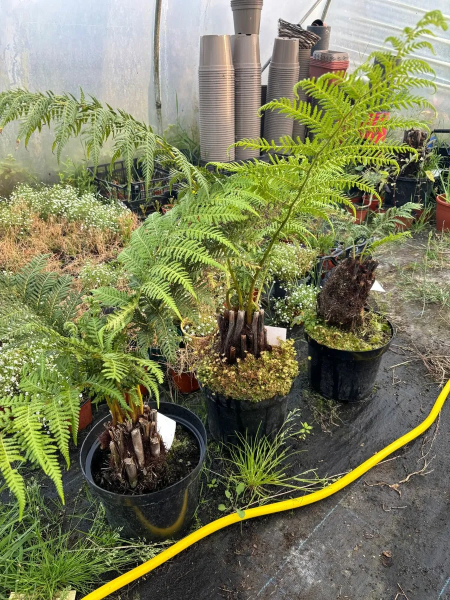 Tasmanian tree ferns - Image 4