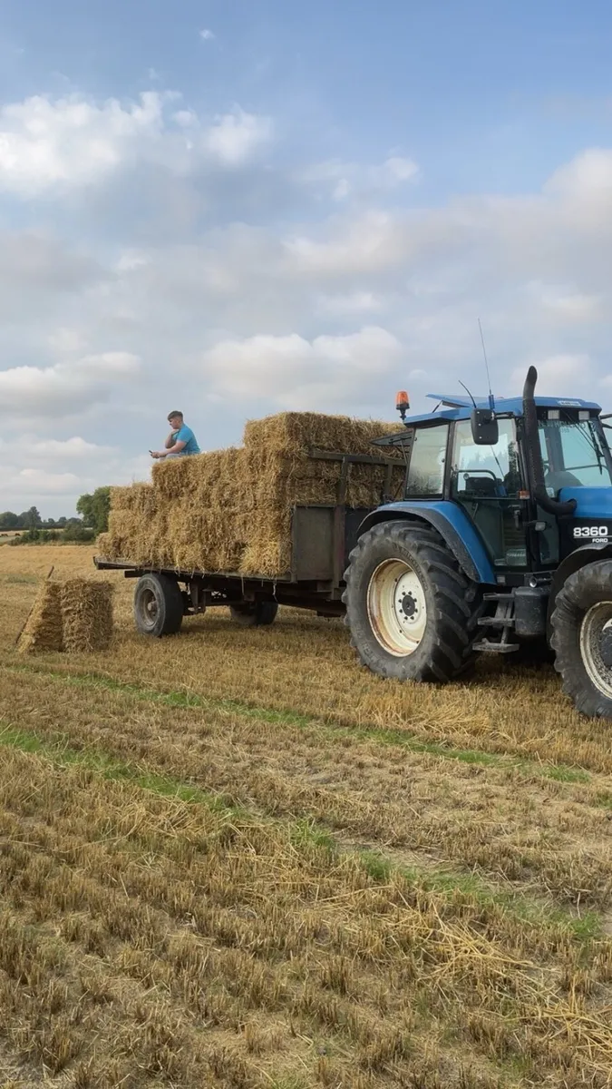 Small square bales of straw - Image 1