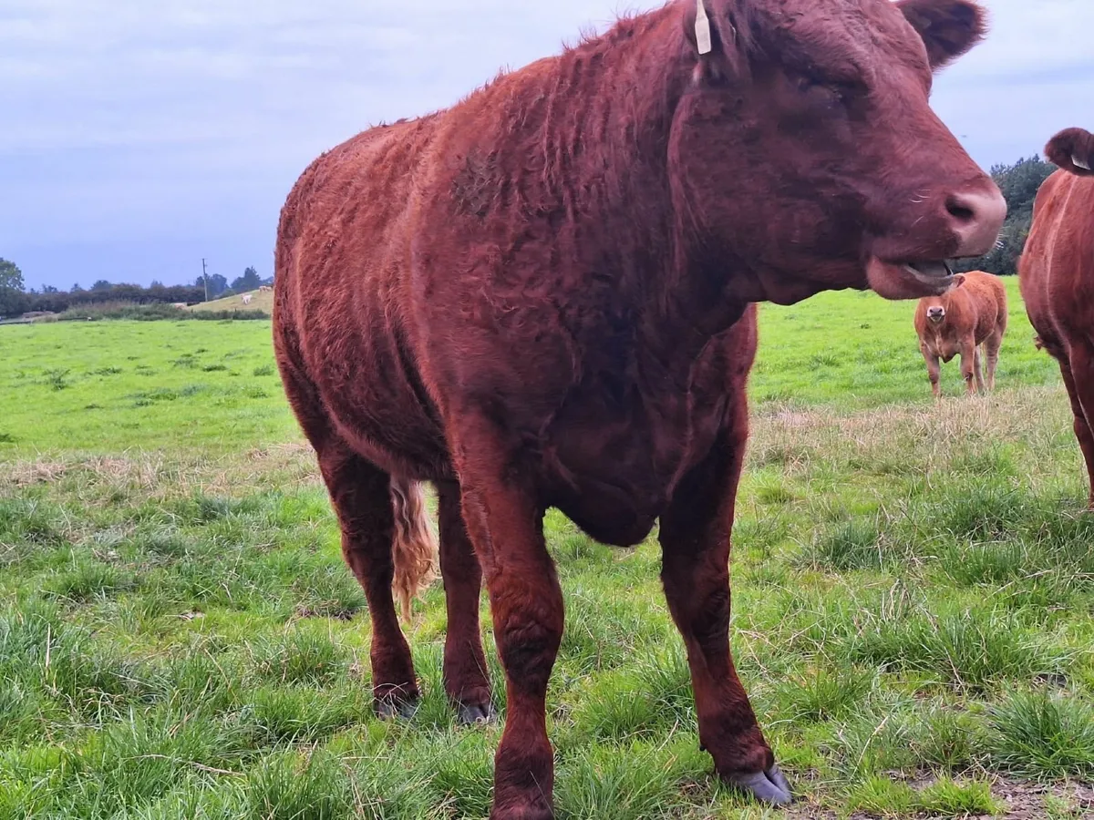 5* Heifers Balla 23 Aug.. Lot 823/24/25 (€178 Repl - Image 2