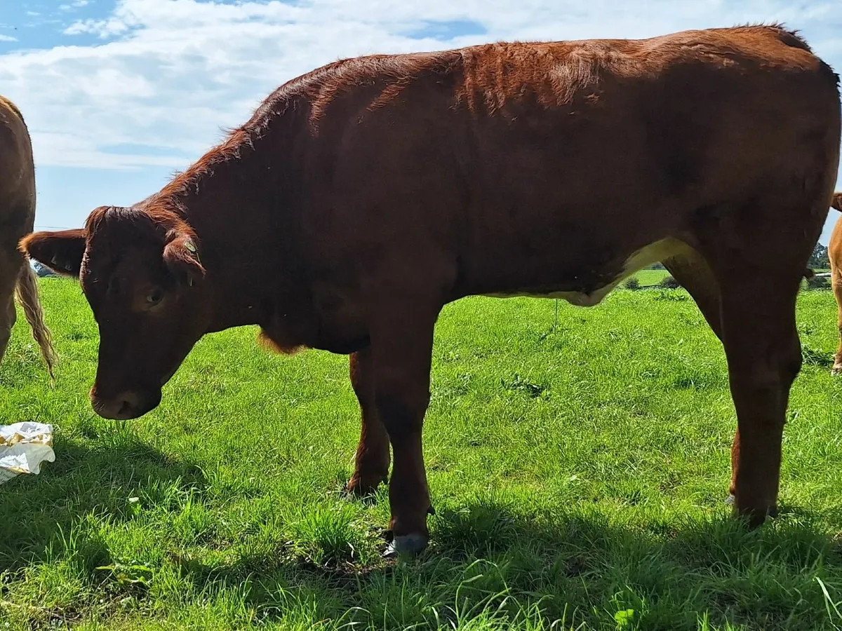 5* Heifers Balla 23 Aug.. Lot 823/24/25 (€178 Repl - Image 3