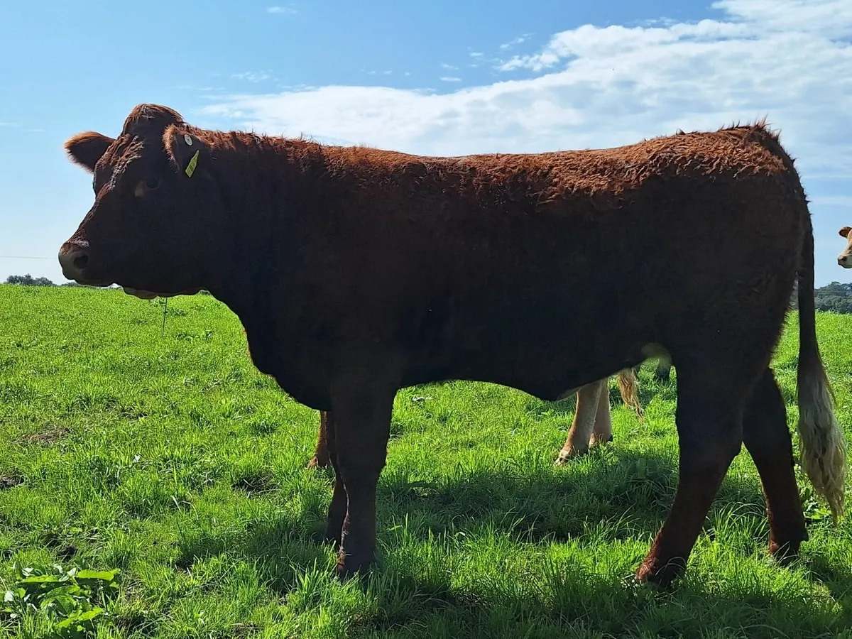 5* Heifers Balla 23 Aug.. Lot 823/24/25 (€178 Repl - Image 4