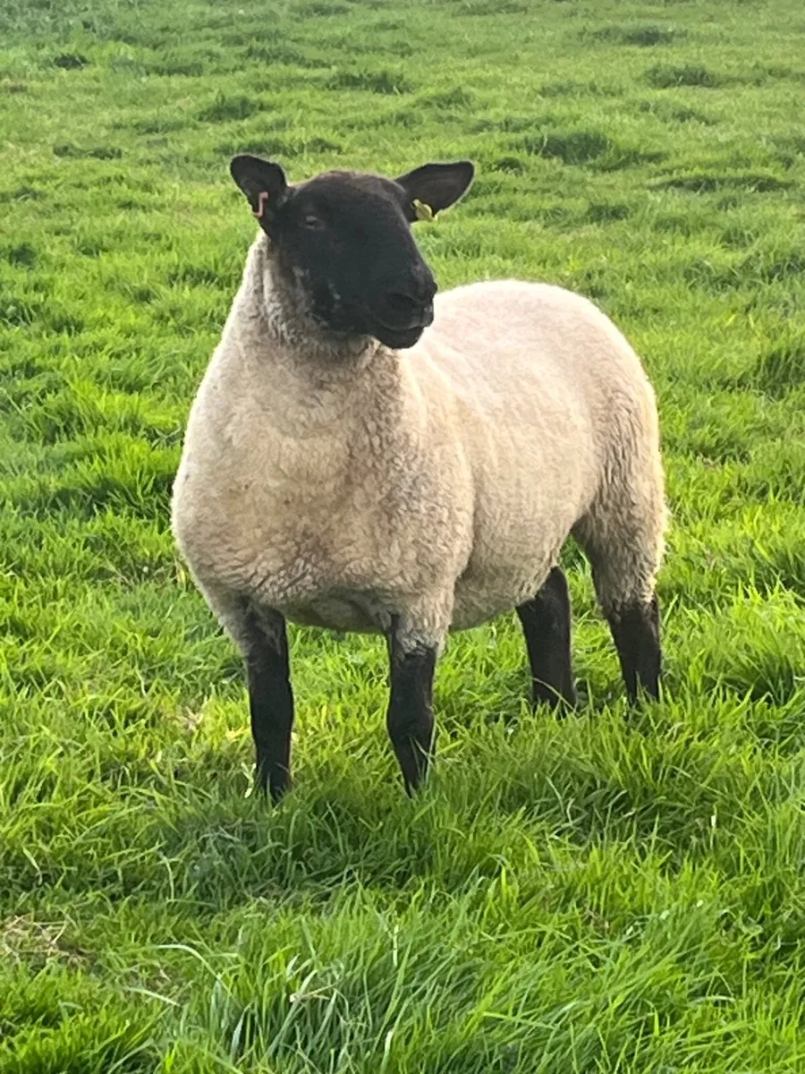 Suffolk Cheviot & Mule Hoggets - Image 1