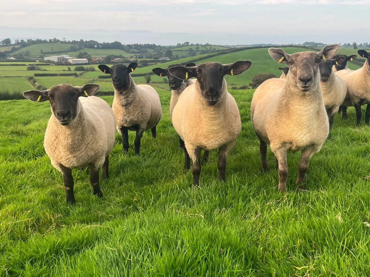 Suffolk Cheviot & Mule Hoggets - Image 2