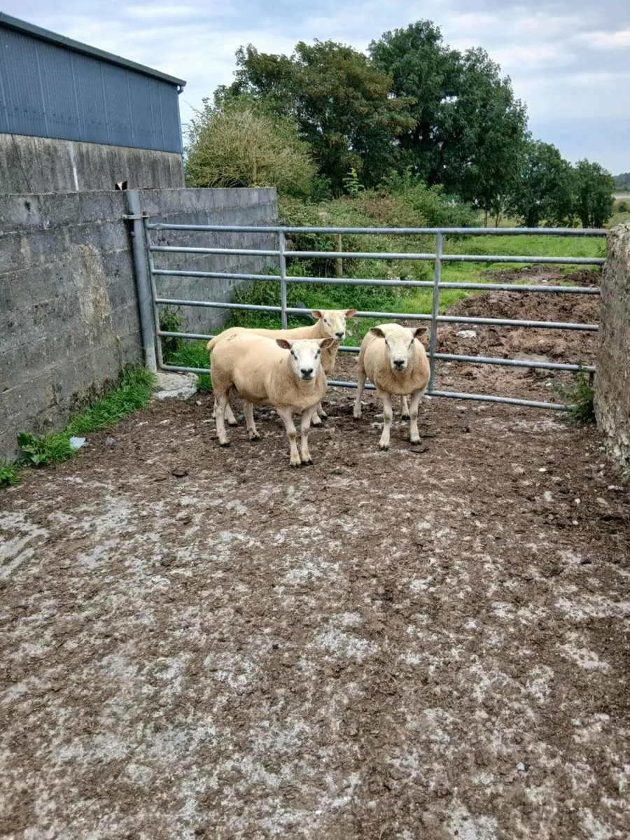 Rams - Image 1