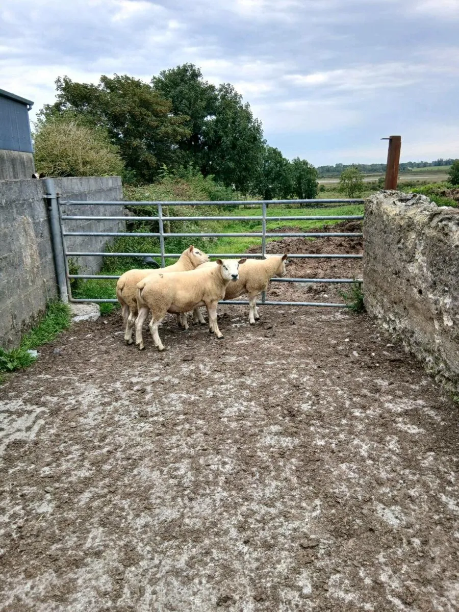 Rams - Image 2