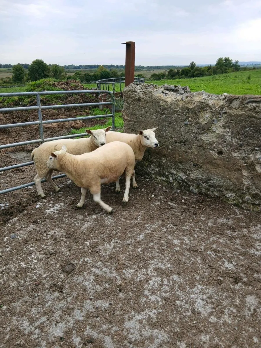 Rams - Image 3