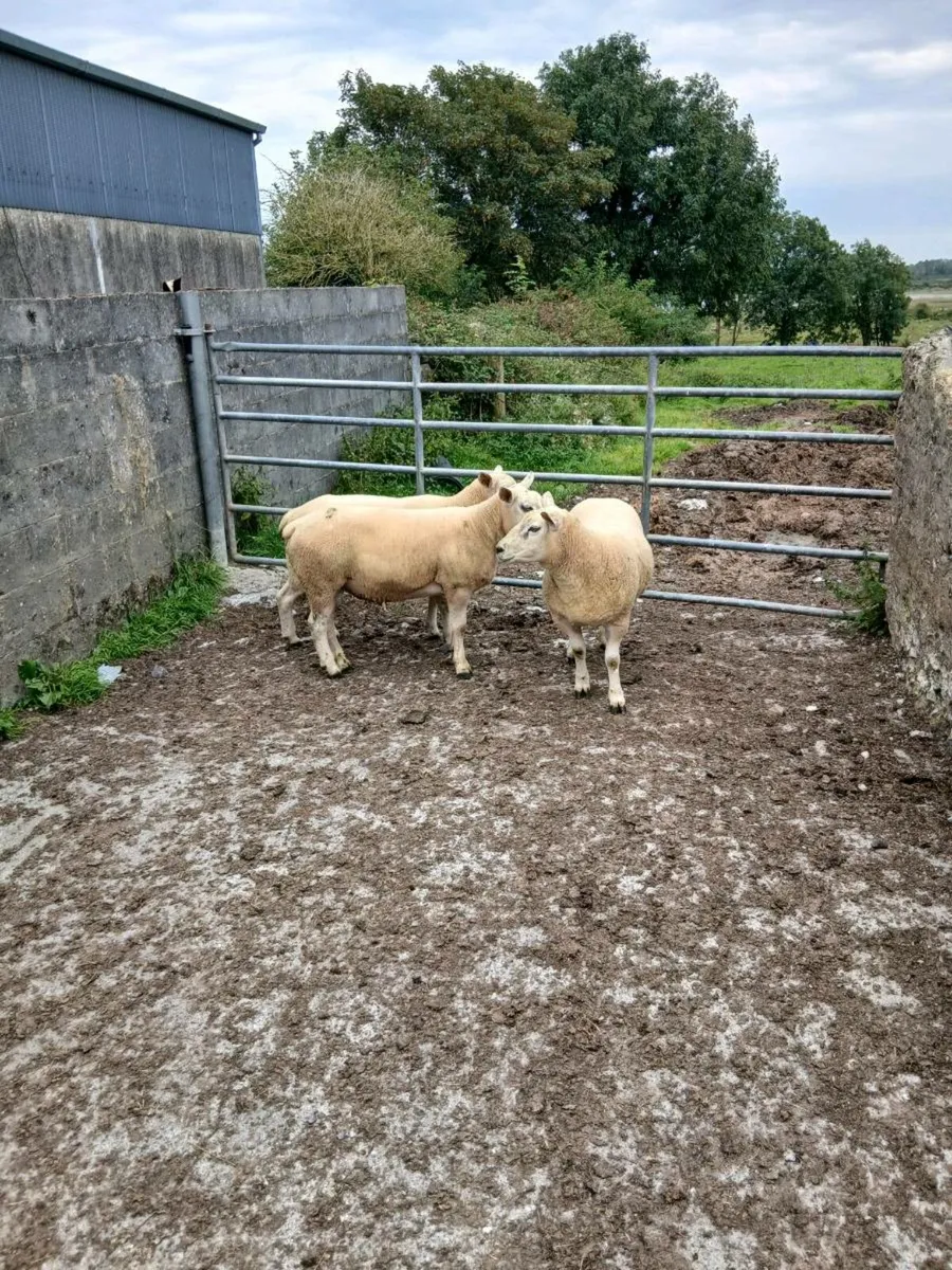 Rams - Image 4