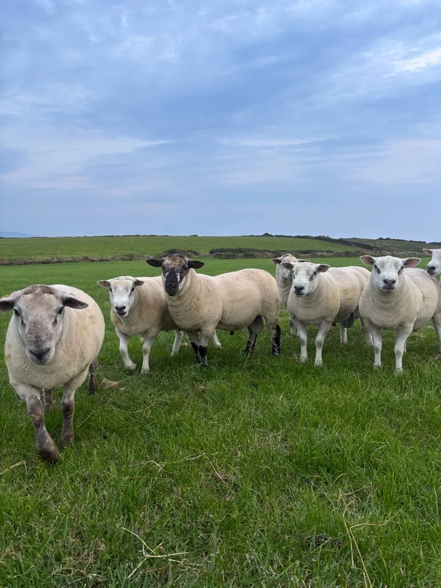 Hogget rams - Image 1