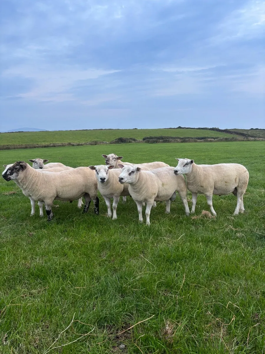 Hogget rams - Image 2