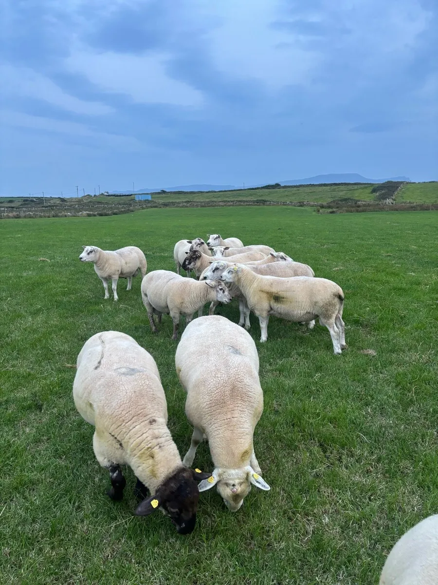 Hogget rams - Image 3
