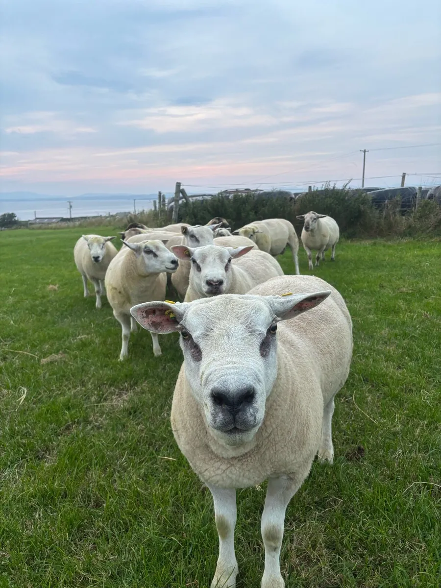 Hogget rams - Image 4
