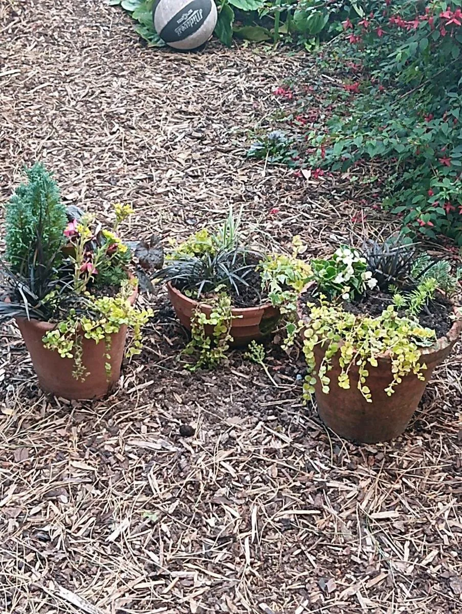 3 beautiful terracotta pots,75 lot. - Image 1