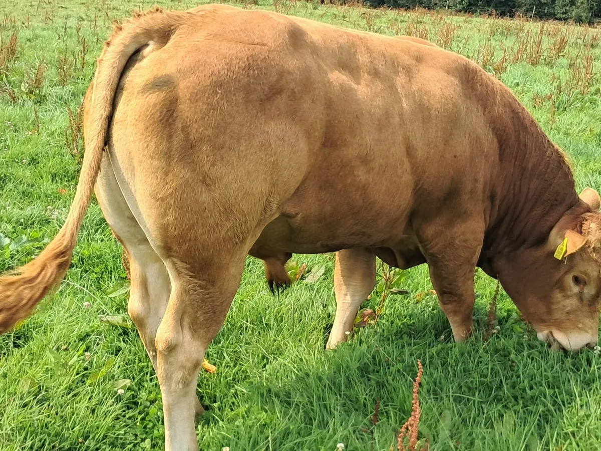 Pedigree Limousin Bulls - Image 2