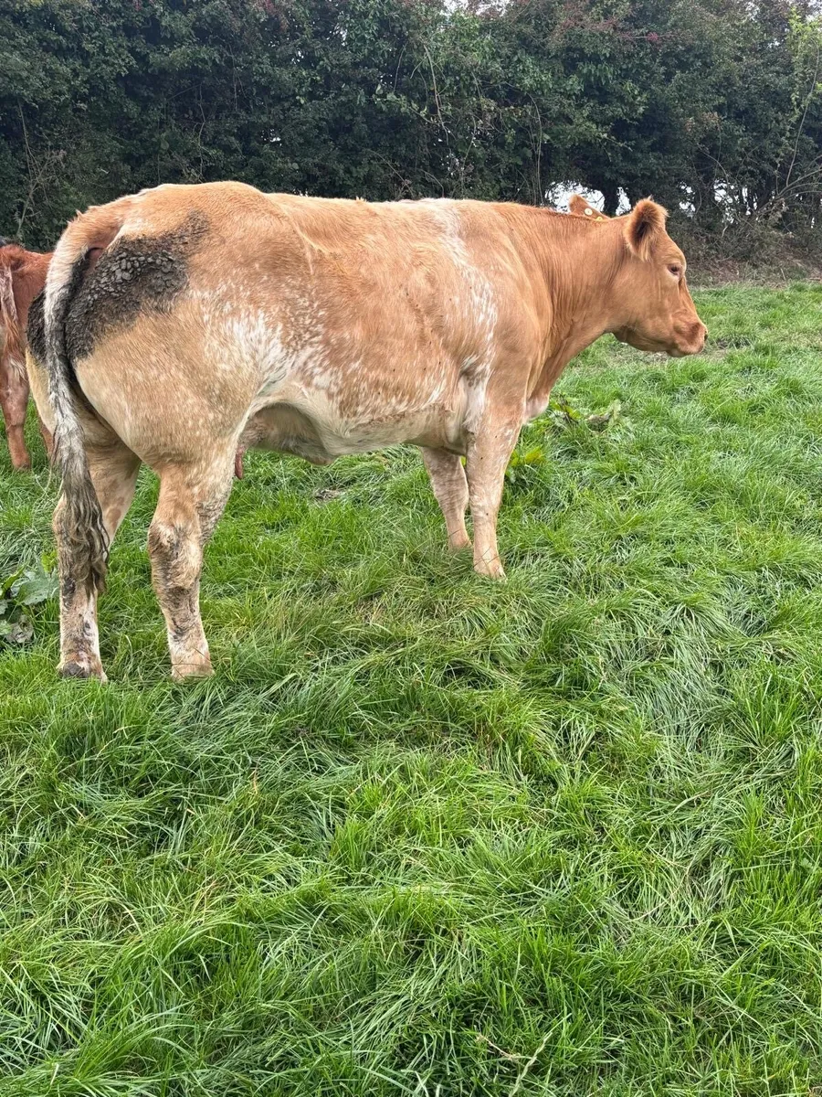 Cows and calfs in BallyBay Mart this Saturday - Image 1