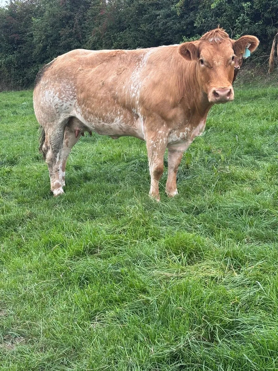 Cows and calfs in BallyBay Mart this Saturday - Image 2
