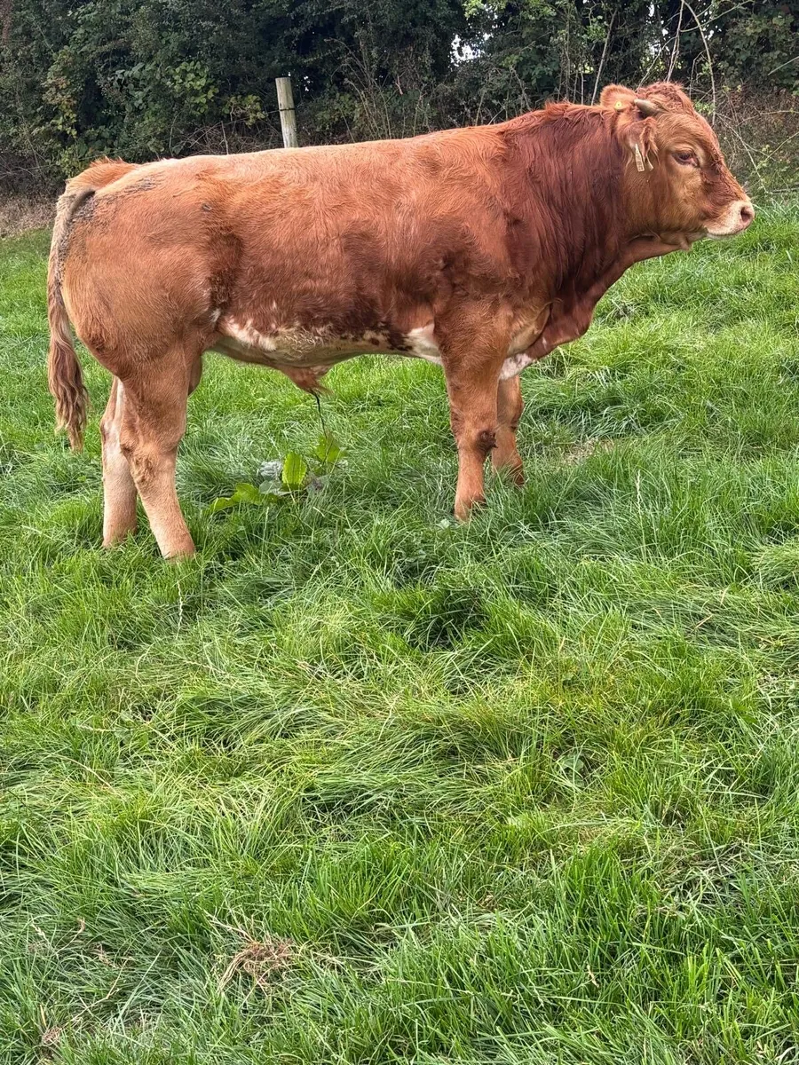 Cows and calfs in BallyBay Mart this Saturday - Image 3