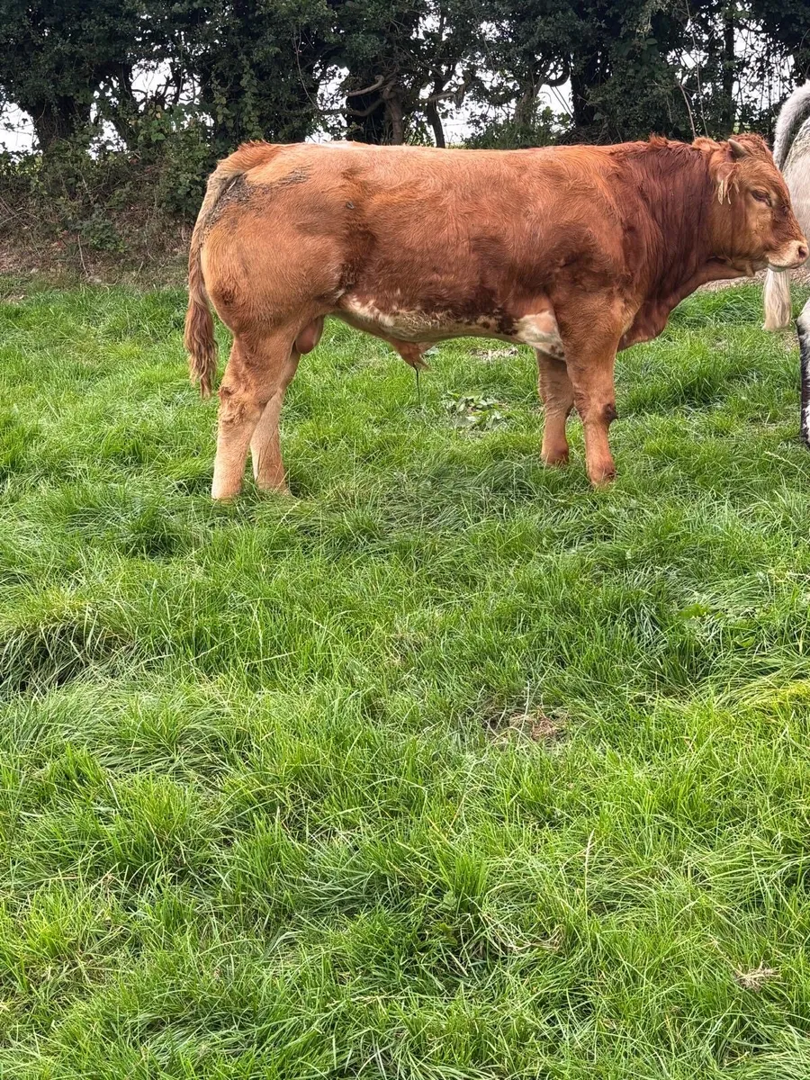 Cows and calfs in BallyBay Mart this Saturday - Image 4