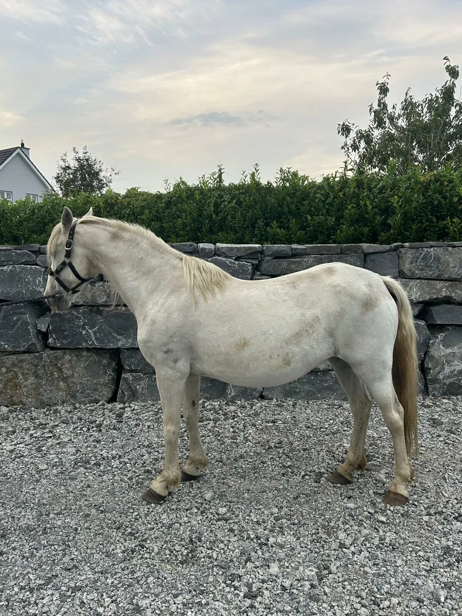 Pony - Image 1