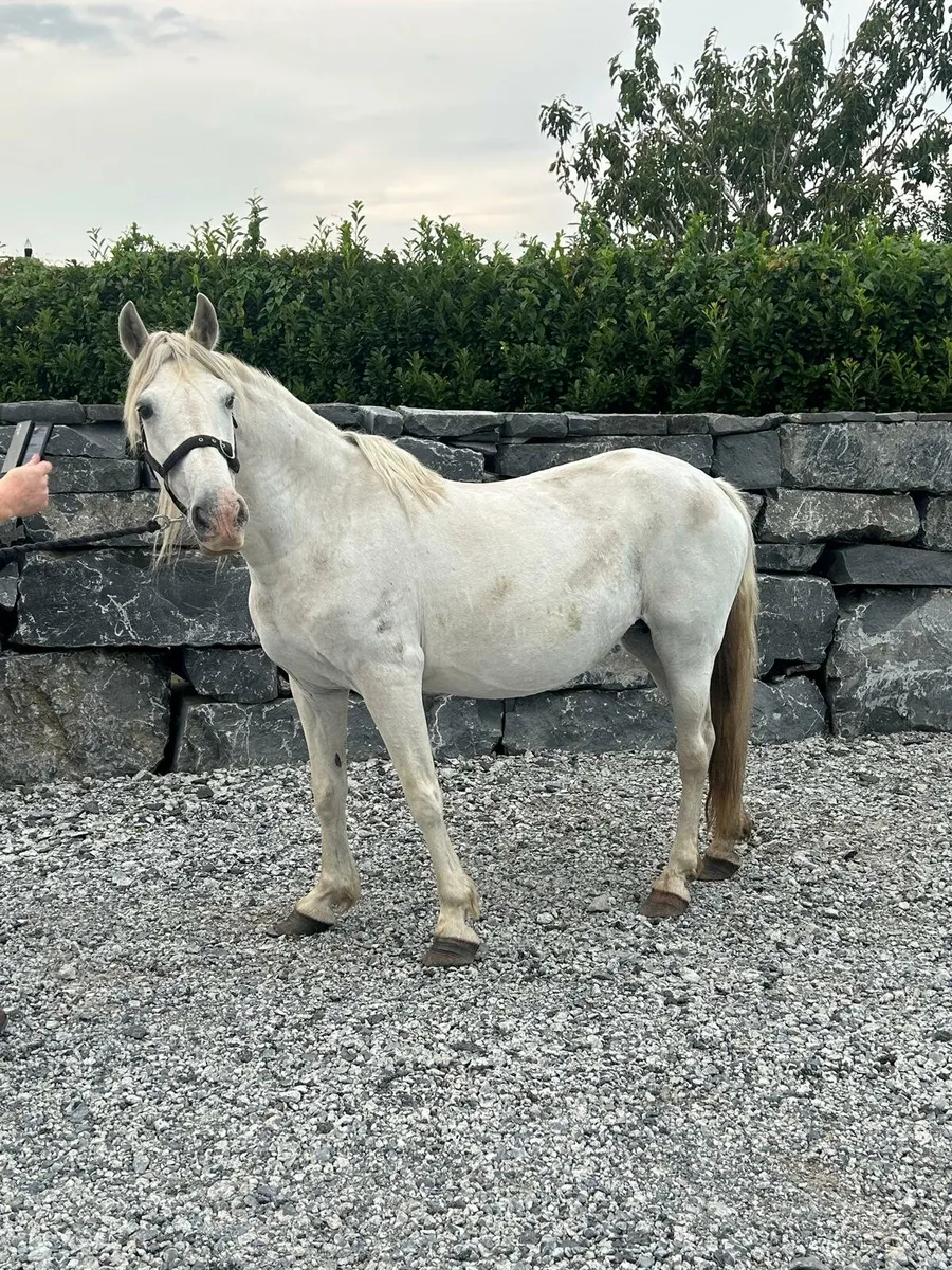 Pony - Image 2