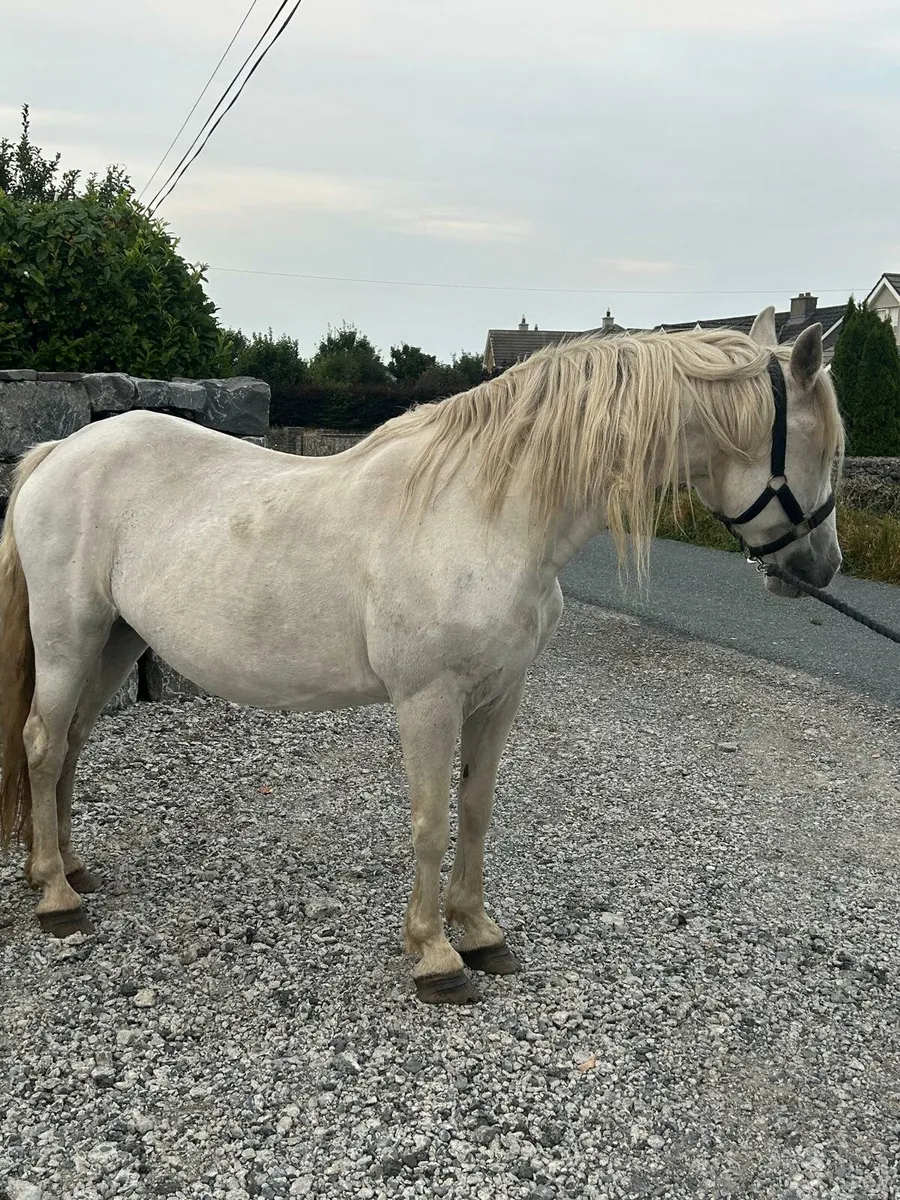 Pony - Image 3