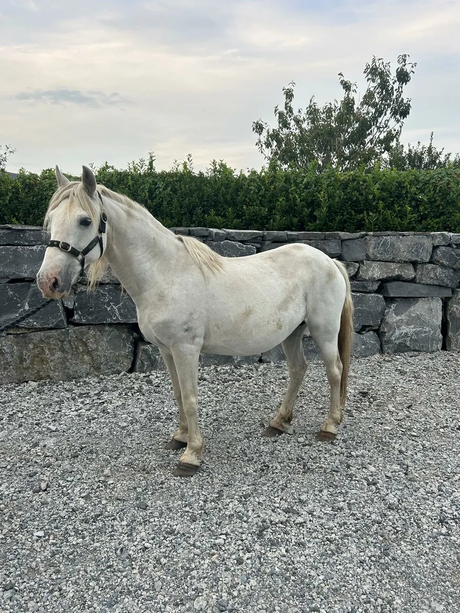 Pony - Image 4