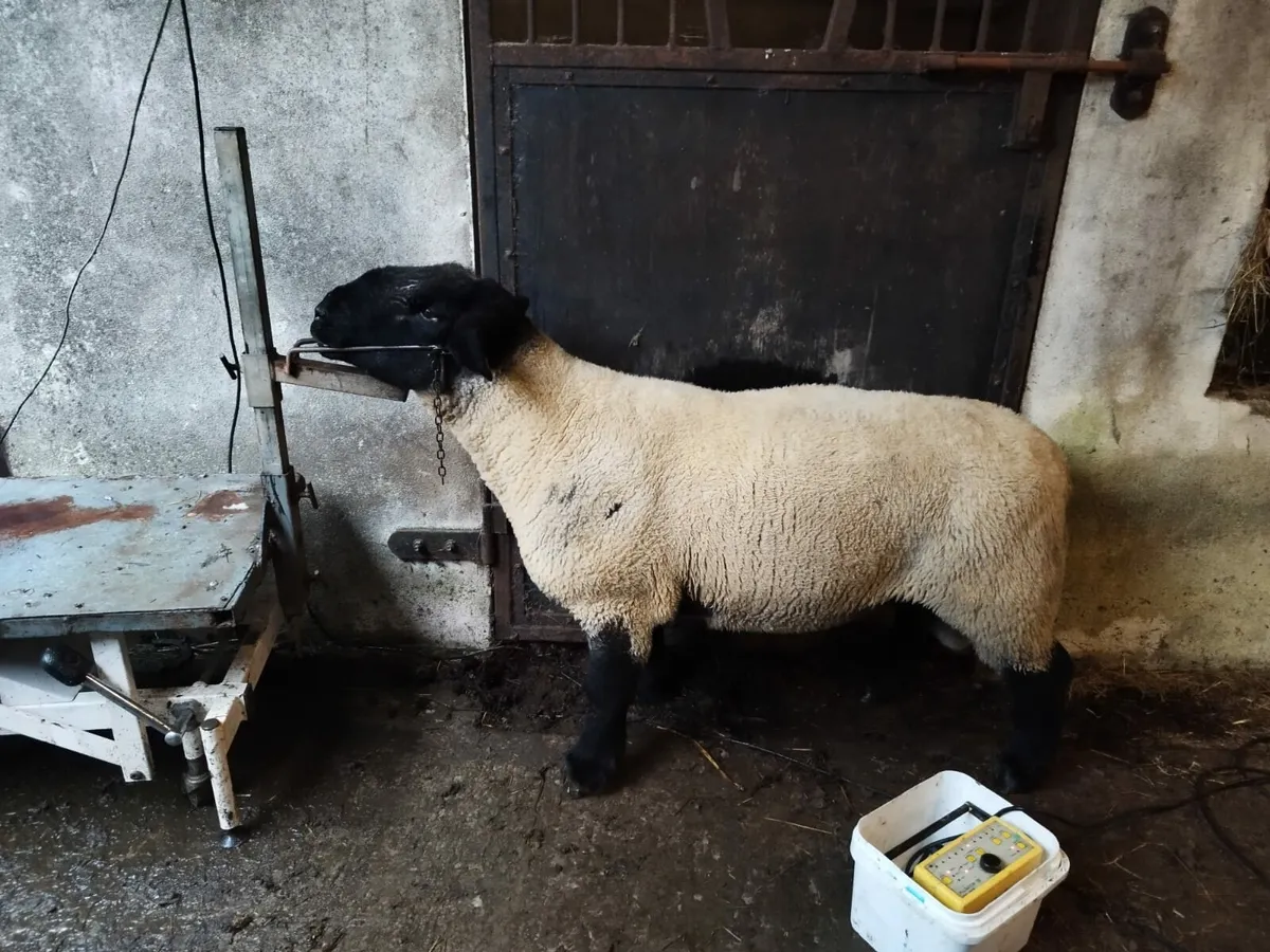 Ram testing Event Mid kerry mart - Image 4