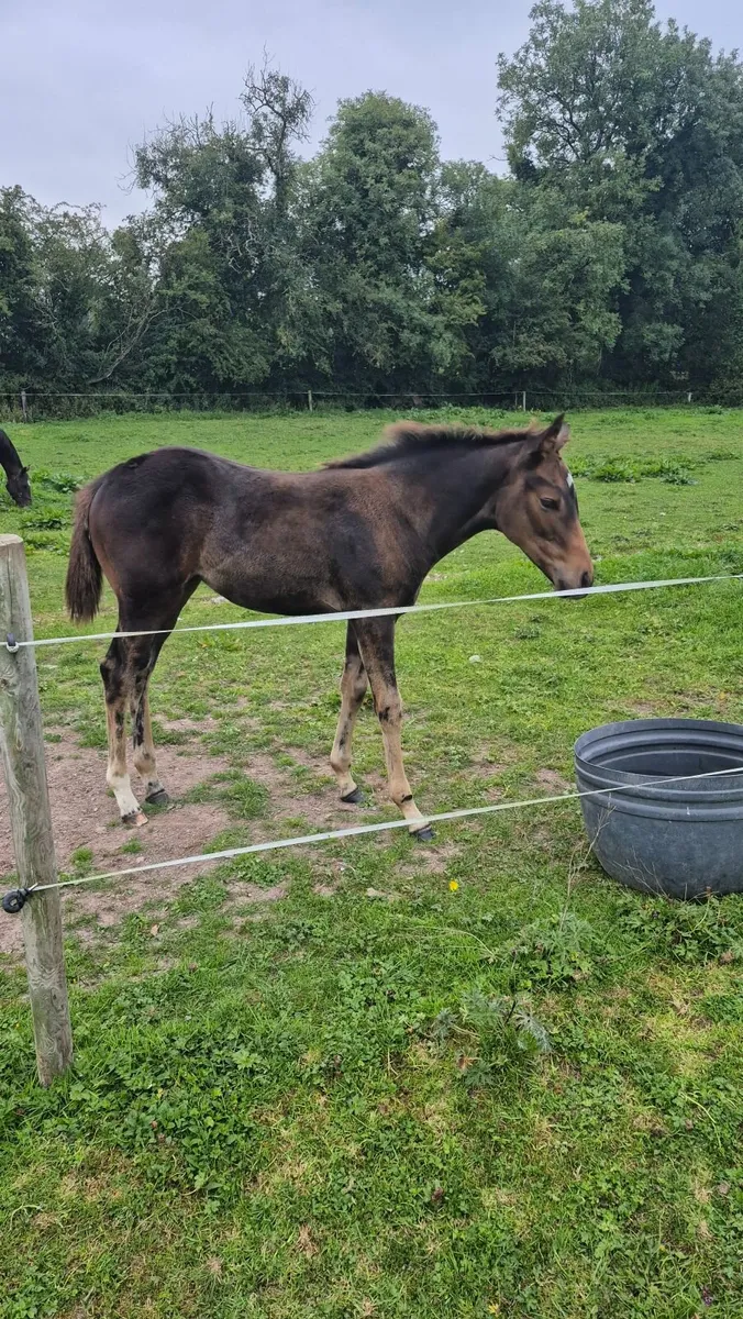 Thouroughbred filly foal - Image 1
