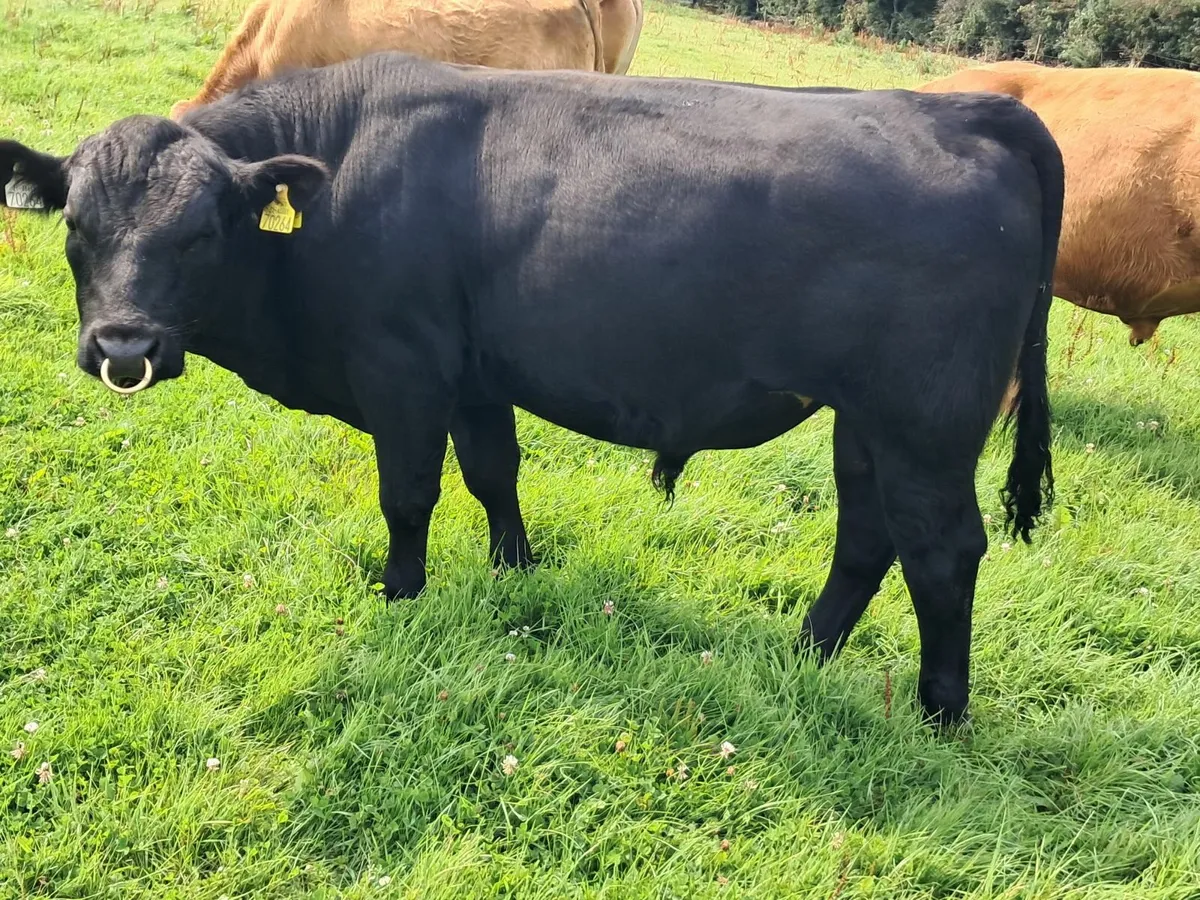 Pedigree  AA Bull - Image 1