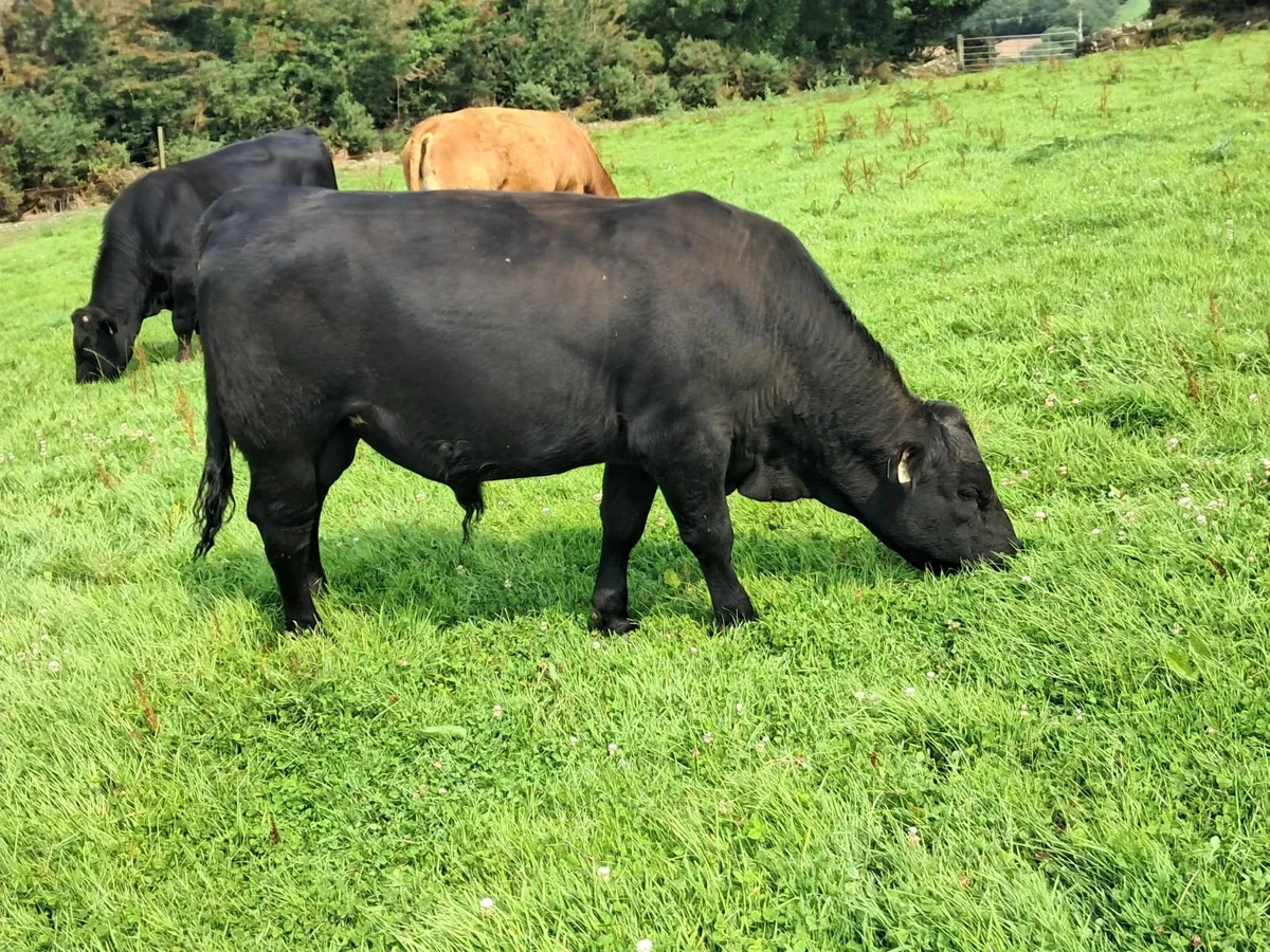 Pedigree  AA Bull - Image 2