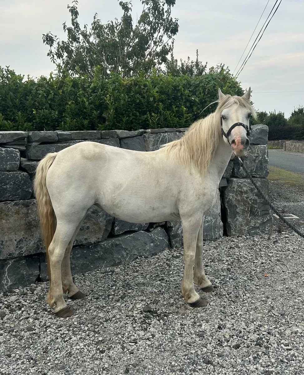 Pony - Image 1