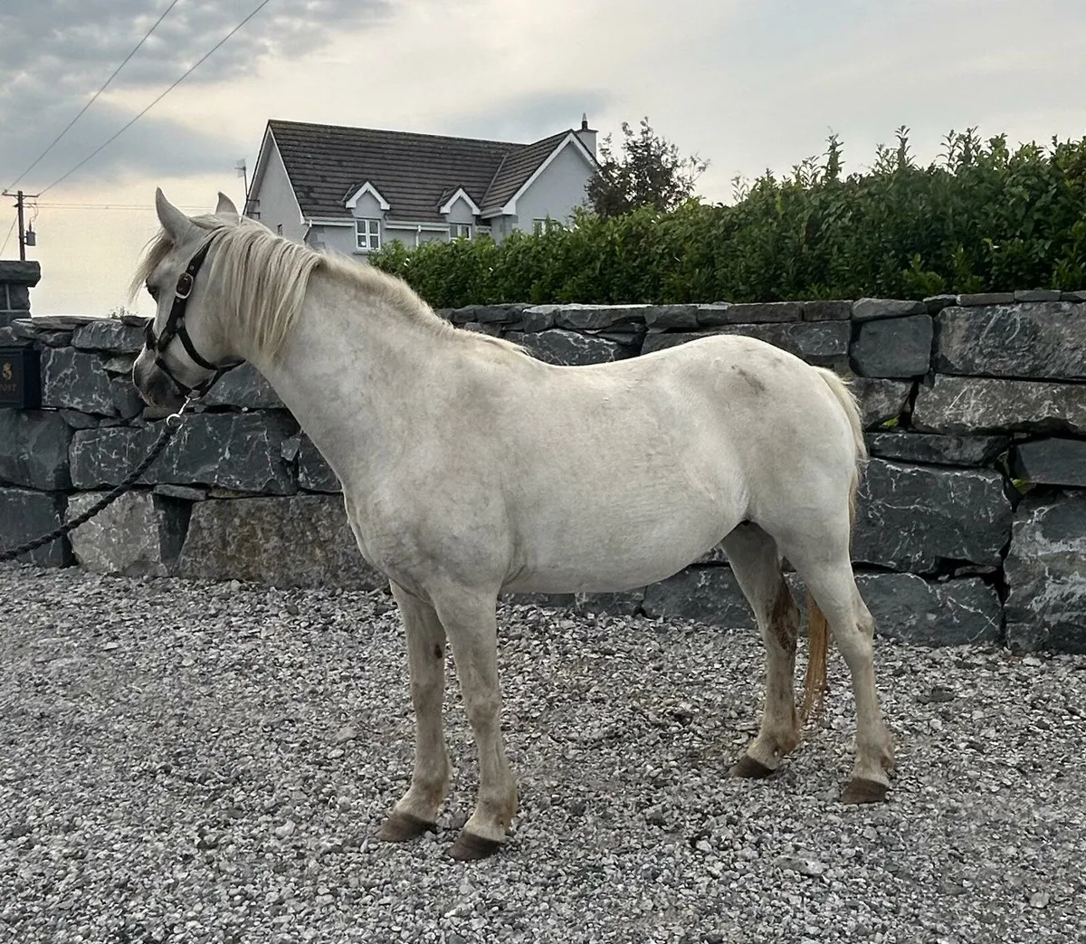 Pony - Image 2