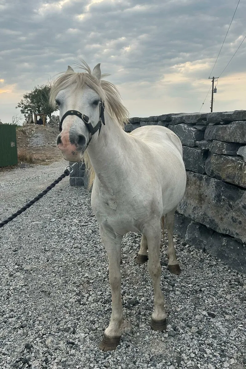 Pony - Image 3