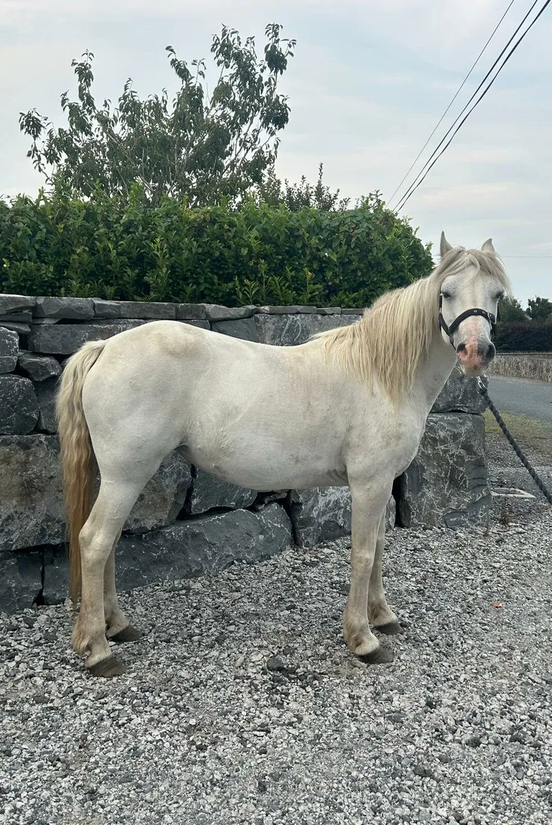 Pony - Image 4