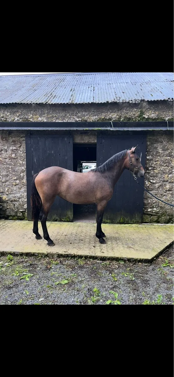 Yearling filly rising 2 - Image 2