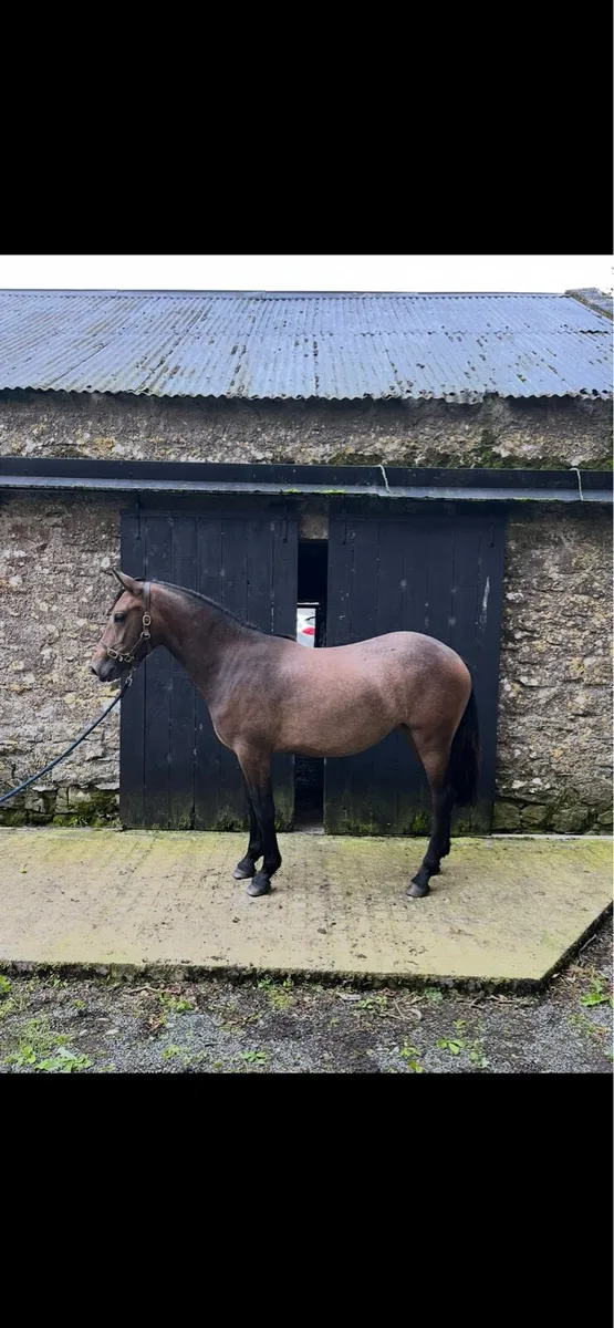 Yearling filly rising 2 - Image 3