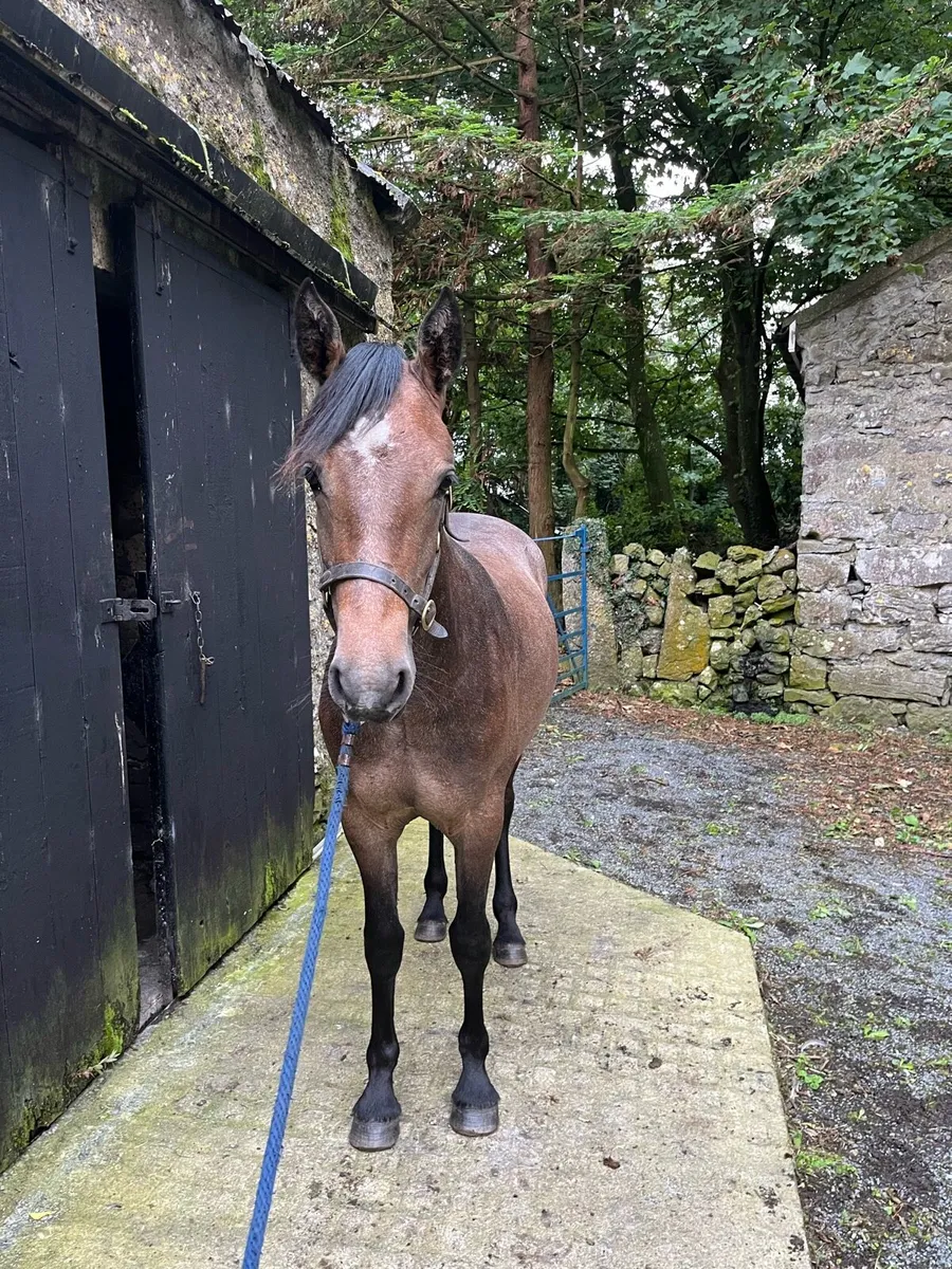 Yearling filly rising 2 - Image 4