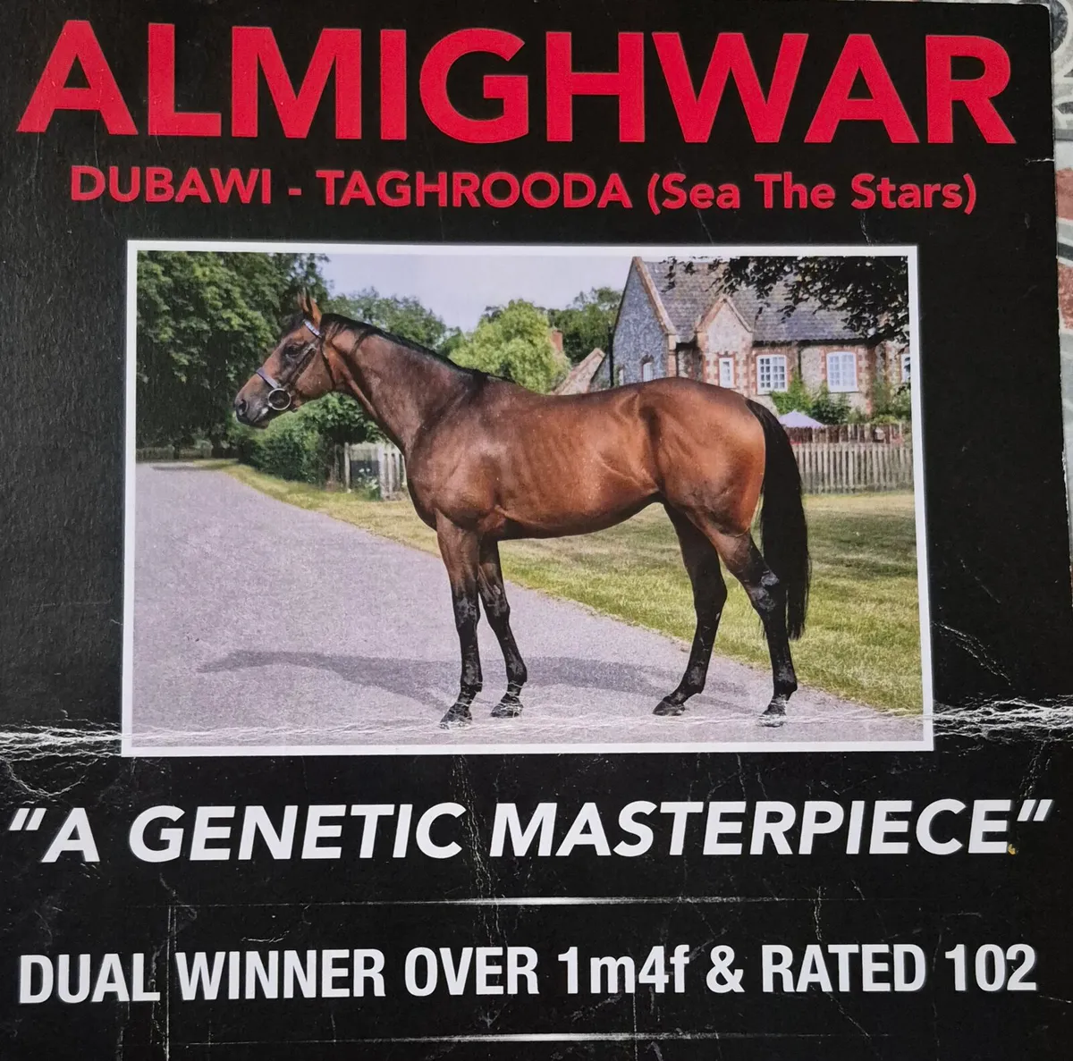 Thouroughbred filly foal - Image 3