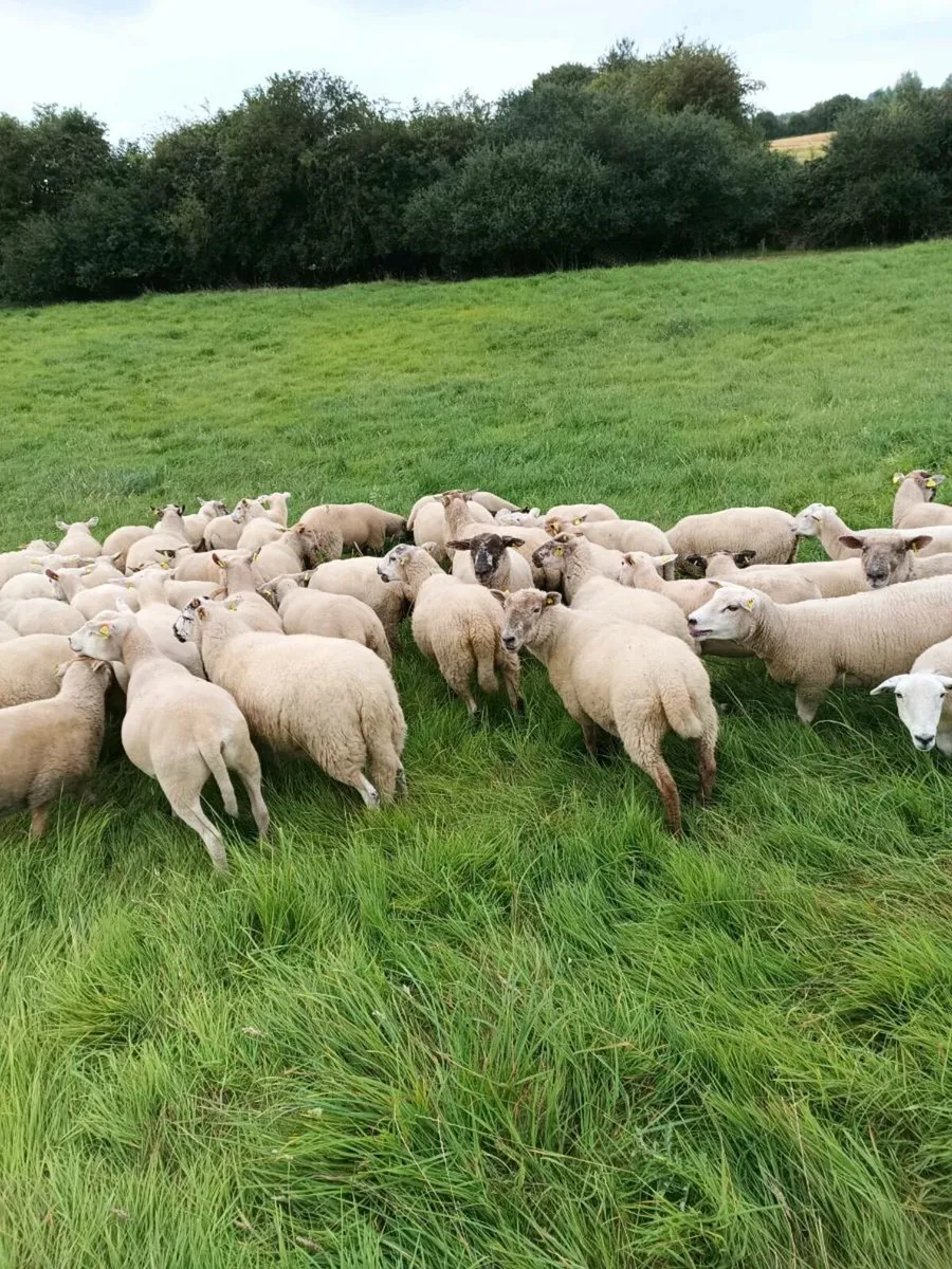 54 Hoggets - Image 1