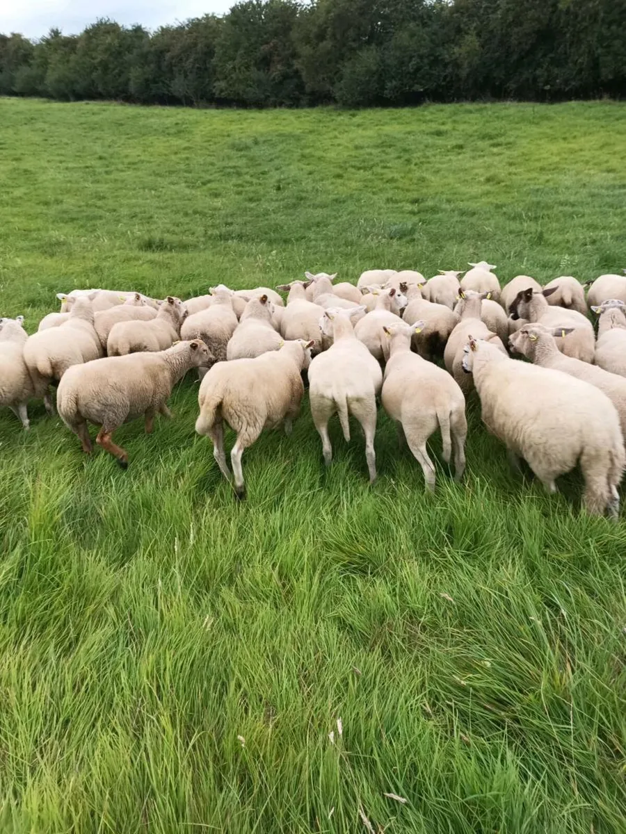 54 Hoggets - Image 2
