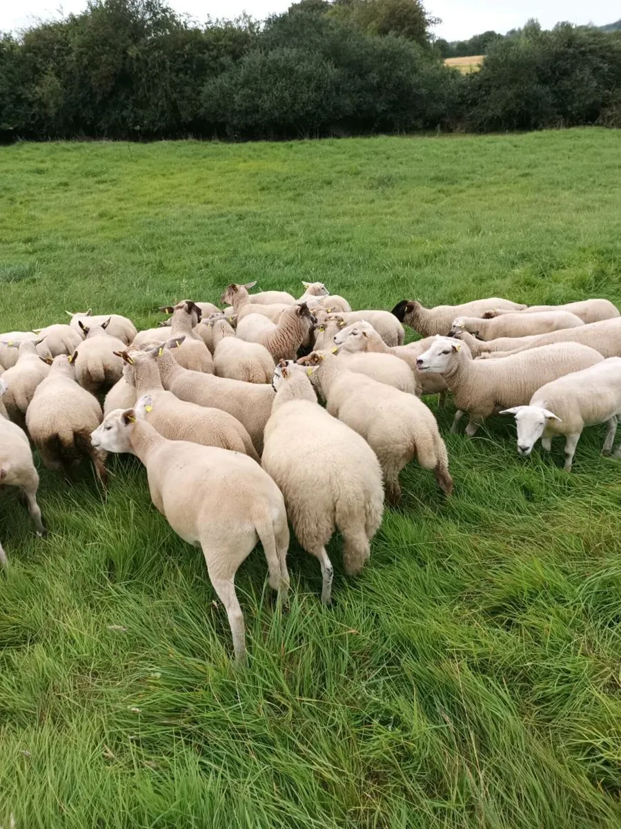 54 Hoggets - Image 3