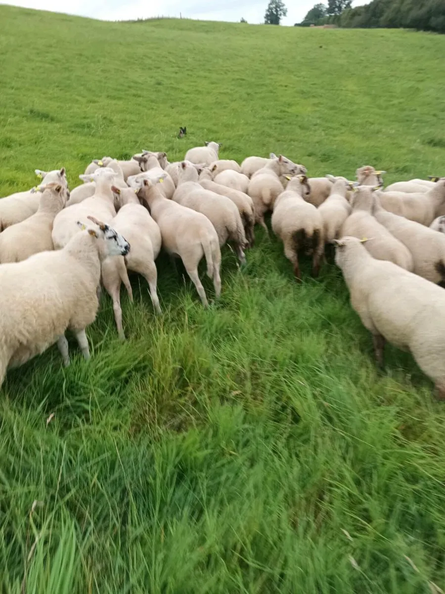 54 Hoggets - Image 4