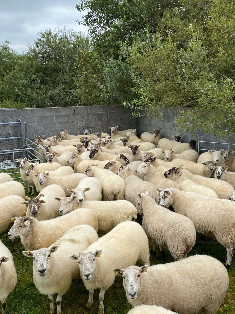 Quality Hoggets - Image 1