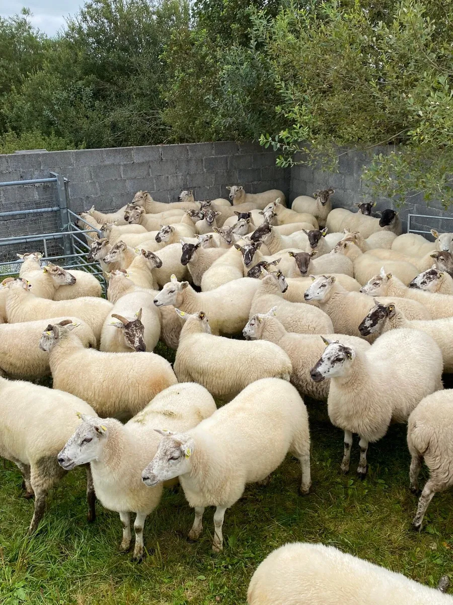 Quality Hoggets - Image 2