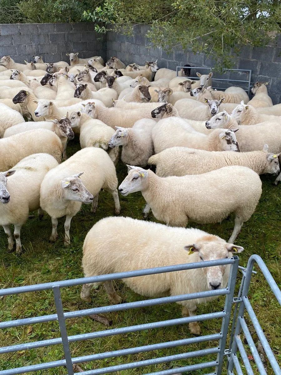 Quality Hoggets - Image 3