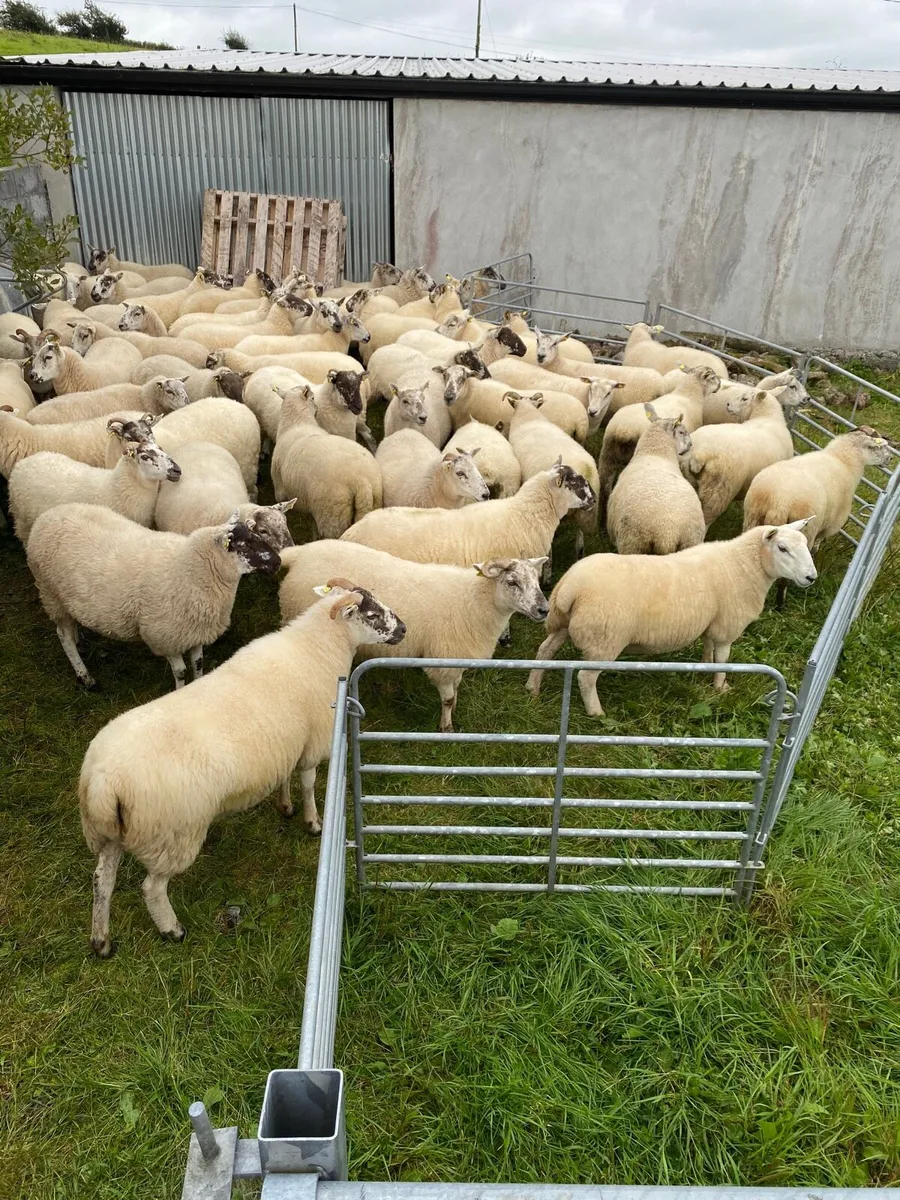 Quality Hoggets - Image 4