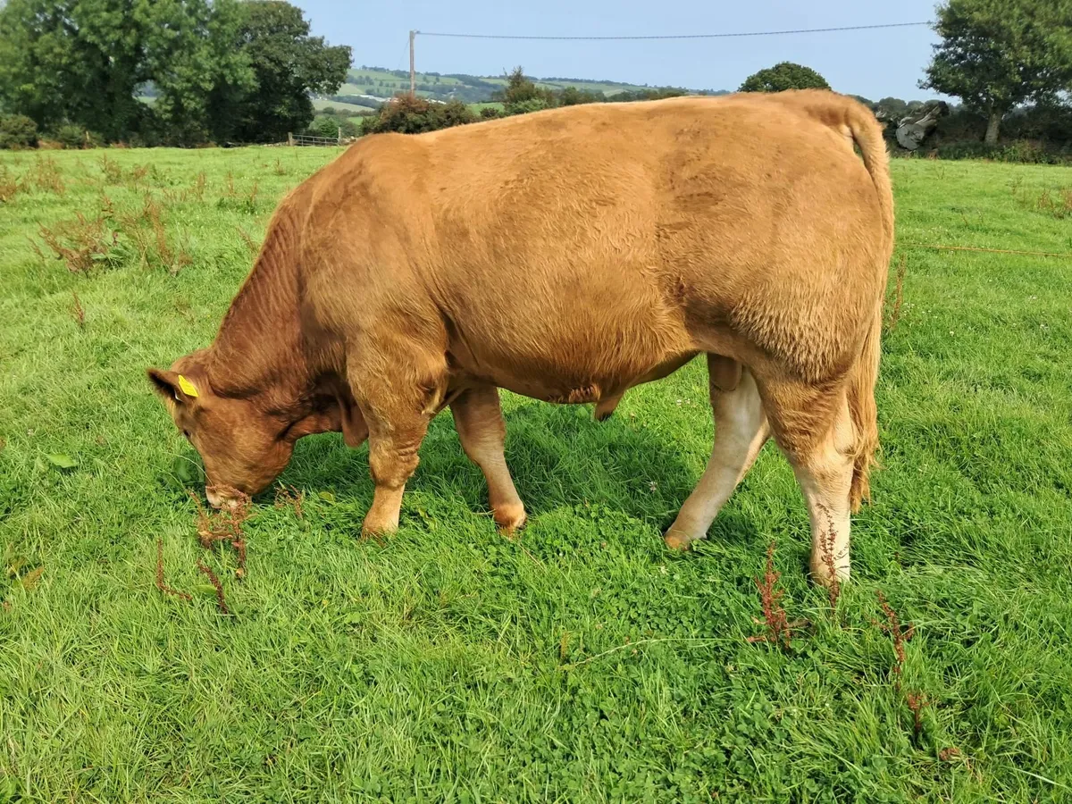 Pedigree Limousin Bulls - Image 3