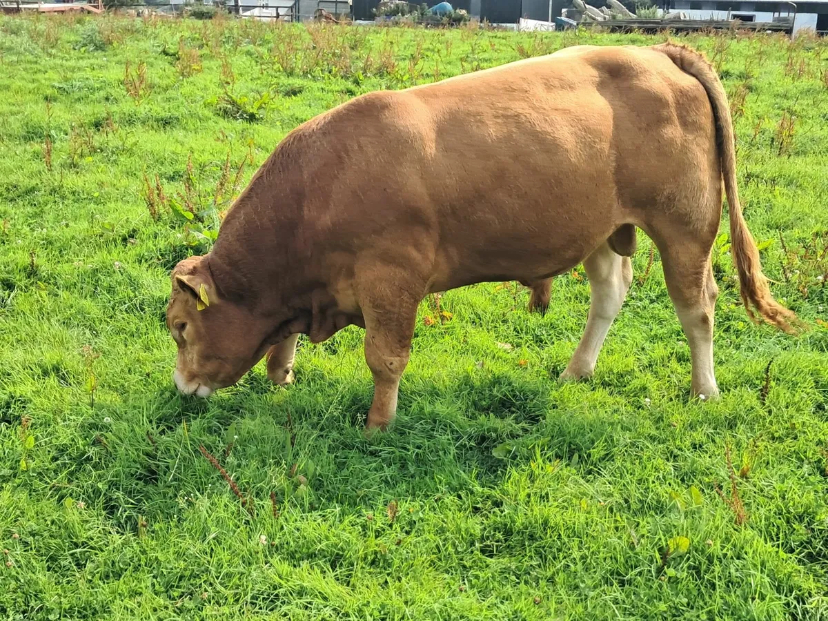 Pedigree Limousin Bulls - Image 1