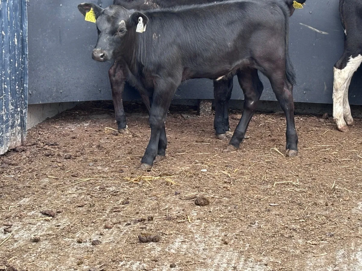 4 reared Hereford & Angus calves for sale - Image 2